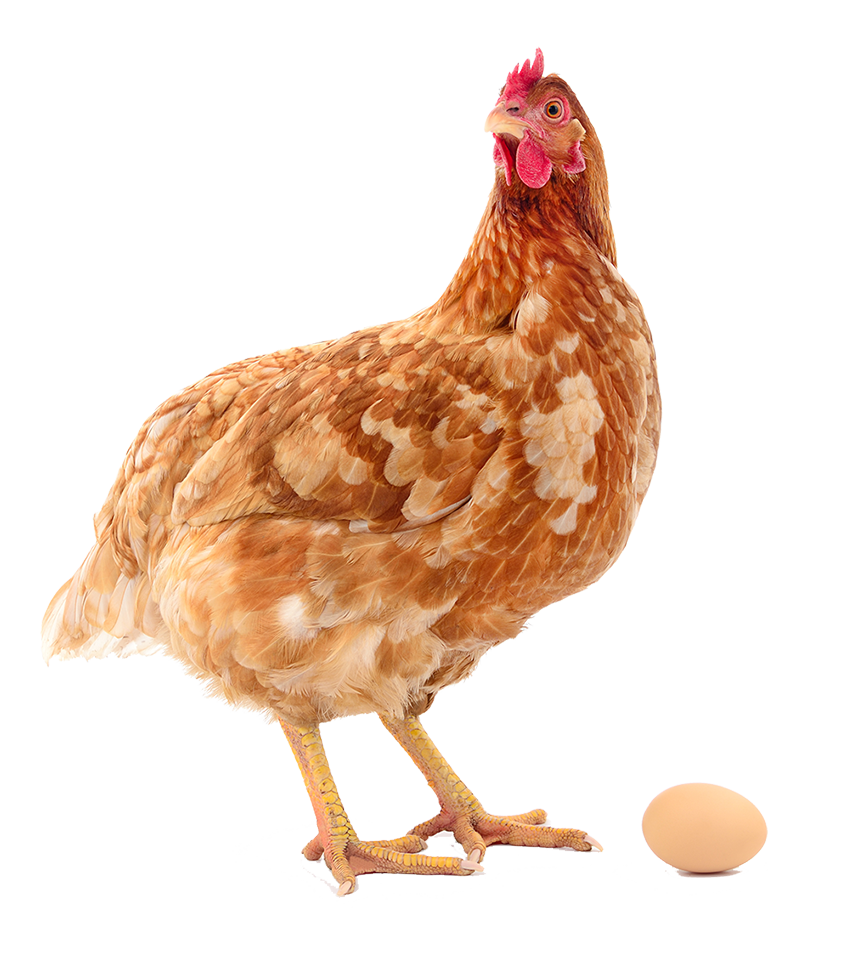 https://www.yolkeggs.co.uk/wp-content/uploads/2022/10/Hen-850.png