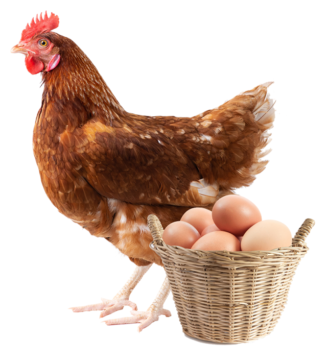 https://www.yolkeggs.co.uk/wp-content/uploads/2022/10/Hen-Flipped-640x713.png