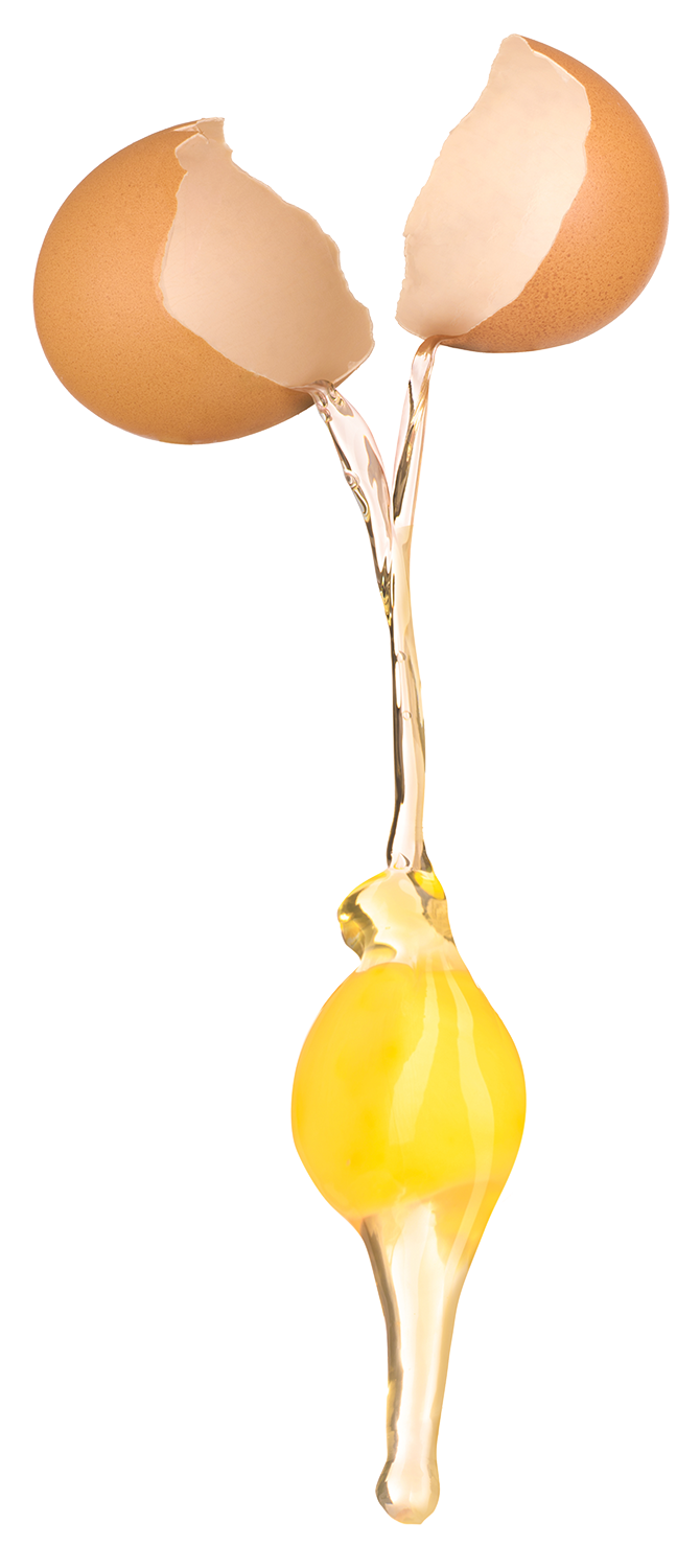 https://www.yolkeggs.co.uk/wp-content/uploads/2022/10/Yolk.png